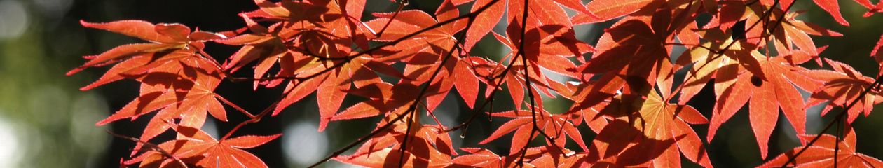 村瀬 泰一 雑感録