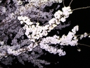 桜 2008年3月29日夜