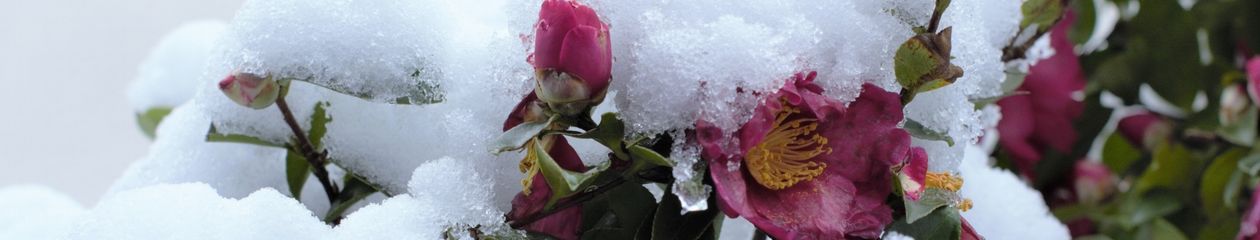 村瀬 泰一 雑感録