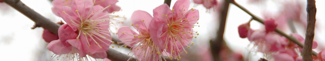 村瀬 泰一 雑感録